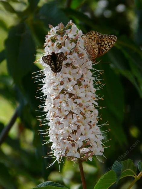 Buckeye trees are used as a nectar source for many native butterflies. Spring Azure/ Echo blue uses Aesculus californica as a larval food source.  Native plant equals native insect or bird. - grid24_12