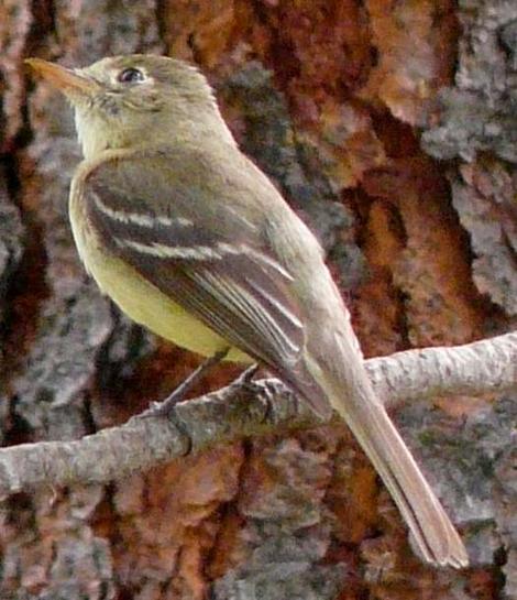 Pacific-slope flycatcher, Empidonax difficilis, with the orange bottom beak. - grid24_12