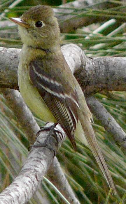 Pacific-slope flycatcher, Empidonax difficilis on alert. - grid24_12