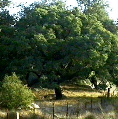 Engelmann Oak, Quercus engelmannii 