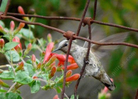 Annas Hummingbird, Calypte anna, hanging on a wire for Keckiella cordifolia, Heart Leaf Penstemon. This Penstemon likes part shade. - grid24_12