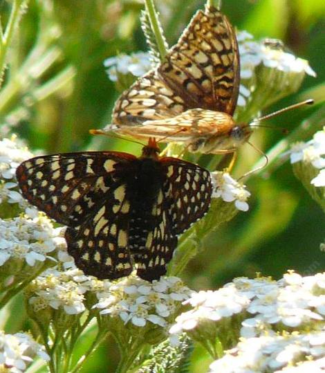 A Coronis Fritillary and Variable Checkerspot on a California Yarrow. - grid24_12