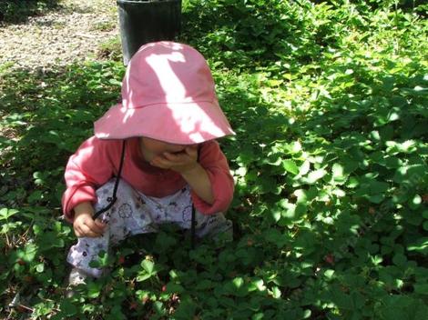 Fragaria californica Wood Strawberry is edible and although small, tasty It makes a low ground cover in moist shade. - grid24_12