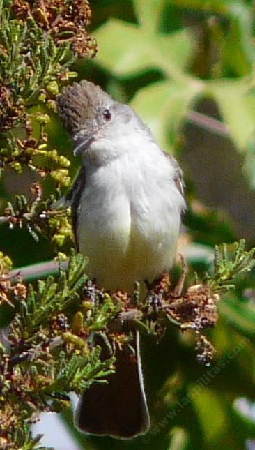 Ash-throated Flycatcher, Myiarchus cinerascens watching camera - grid24_12