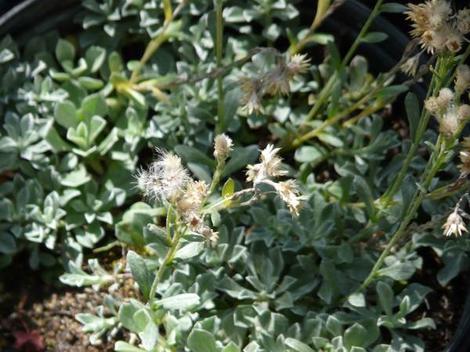 Antennaria microphylla, Littleleaf Pussytoes, Rosy Pussytoes, Smallleaf pussytoes and Small leaf everlasting - grid24_12