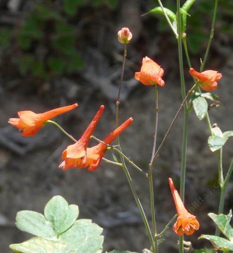 Delphinium nudicaule, red larkspur - grid24_12