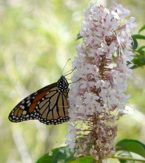 Aesculus californica, Monarch Butterfly on Buckeye flowers - grid24_12