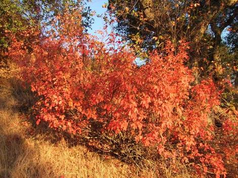 Poison Oak, Toxicodendron diversiloba, fall color. - grid24_12