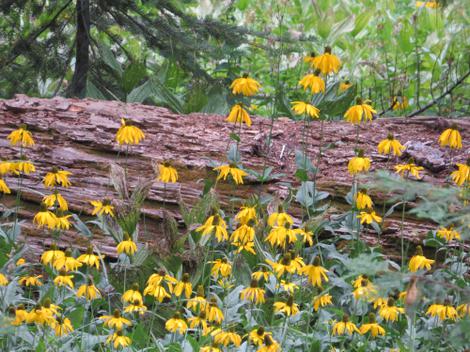 Rudbeckia californica, California Coneflower in Yosemite. - grid24_12