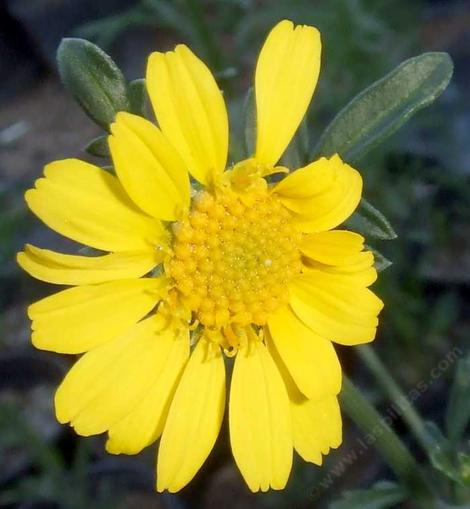 Bahia dissecta, Ragged leaf bahia is a little fuzzy gray perennial with yellow flowers. - grid24_12