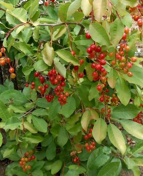 Prunus virginiana demissa berries - grid24_12