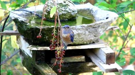 Western Bluebird, Sialia mexicana,  eating Black Chokecherries - grid24_12