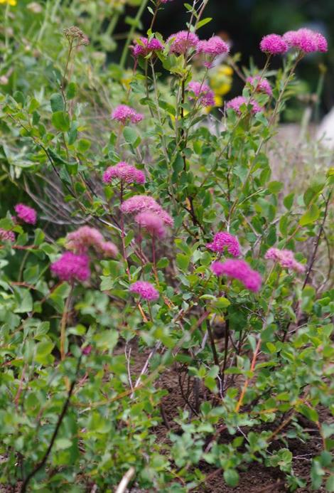 Spiraea densiflora ssp. splendens, Rosy Spiraea, Alpine Spiraea, Mountain Spirea - grid24_12