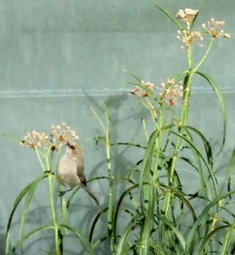 A Bushtit eating the aphids off of the Milkweed. - grid24_12