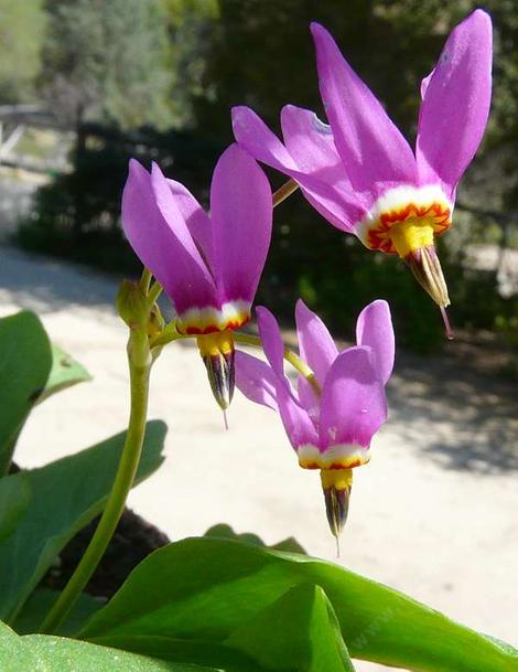 Dodecatheon pulchellum, Pretty Shooting Star - grid24_12