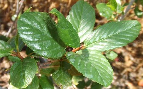 This is a form of Coffeeberry from the San Gabriel mountains. Leaves are wider and glossy. - grid24_12