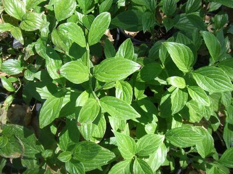 Cornus sessilis leaves are very attractive. - grid24_12