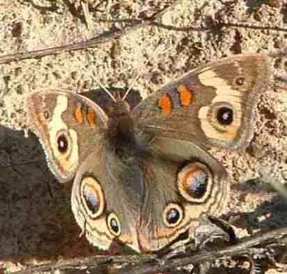 Buckeye butterfly - grid24_12