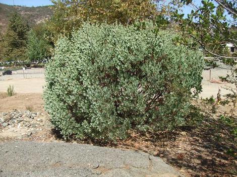 The Mt. Pinos-Frazier Park form of Big Berry manzanita is smaller and grayer. - grid24_12