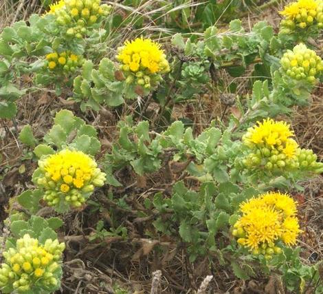 Menzies' goldenbush, Haplopappus venetus  var. sedoides  - grid24_12