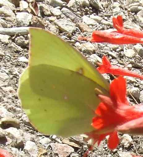 A Dogface butterfly sipping a California fuchsia.AKA Epilobium canum mexicanum, AKA Zauschneria californica mexicana - grid24_12