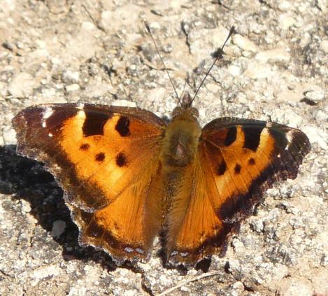 The California Tortoise Shell Butterfly looking for mud - grid24_12