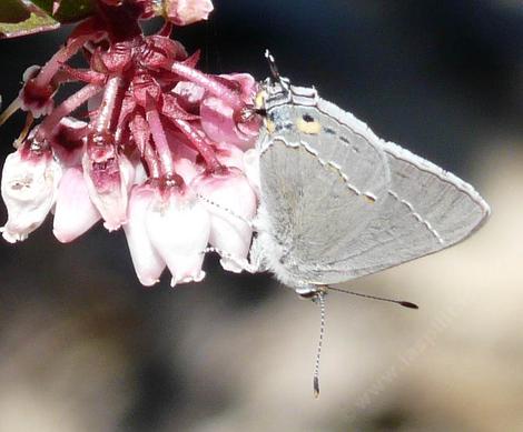 A gray hairstreak on a manzanita, Arctostaphylos - grid24_12