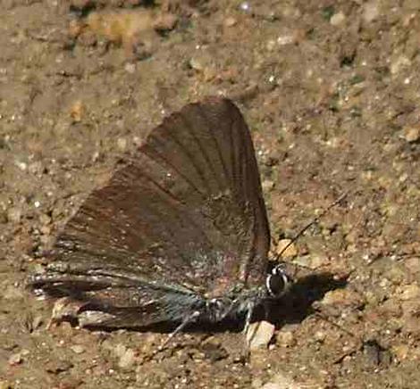 Satyrium tetra, Mountain Mahogany Hairstreak resting in sun. - grid24_12