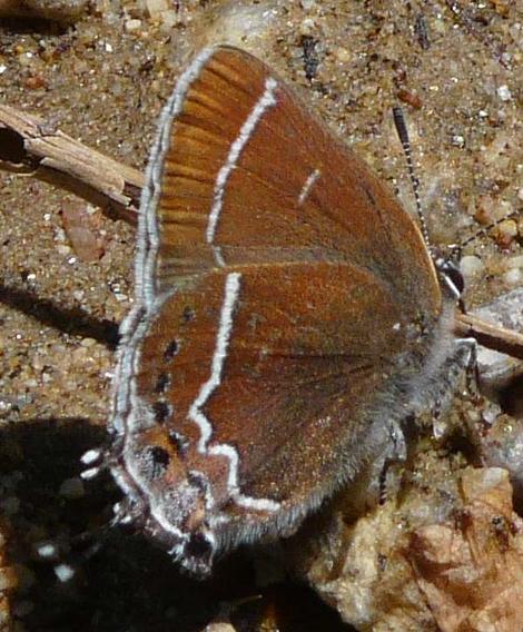 Callophrys (Mitoura spinetorum, Thicket hairstreak - grid24_12