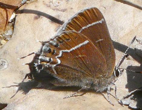 Callophrys (Mitoura spinetorum, Thicket hairstreak side view - grid24_12