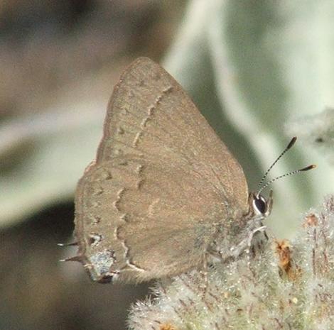 Satyrium saepium, Hedgerow hairstreak, Eriodictyon tomentosum - grid24_12