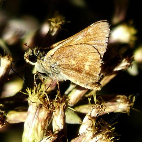 Sandhill Skipper butterfly, Polities sabuleti - grid24_12