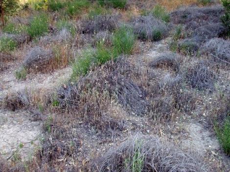 If weeds cover the site, native plants have a hard time coming back. Deerweed is trying here, but with very limited success. Got a match? Weeds burn very easily, and come back as even more weeds, less native plants. What a mess. - grid24_12