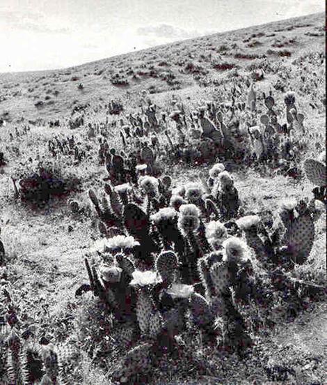 From the California Cactus book, E. M. Baxter, 1935, Bakersfield cactus, Opuntia treleasei. The weedy grasses came in and cactus burned, no cactus. Now it is rare and endangered. Many weeds, no native plants. What  have we done? - grid24_12