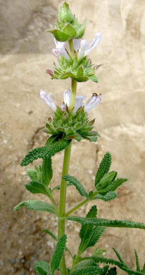 Salvia eremostachya, Santa Rosa Sage - grid24_12