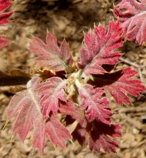 New leaves on a Black Oak, Quercus kelloggii - grid24_12