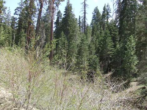 Bitter cherry (Prunus emarginata) forming a small thicket in a Yellow Pine Forest - grid24_12