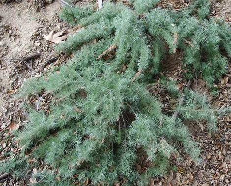 Artemisia californica, Canyon Gray Canyon, Grey Trailing Sagebrush - grid24_12
