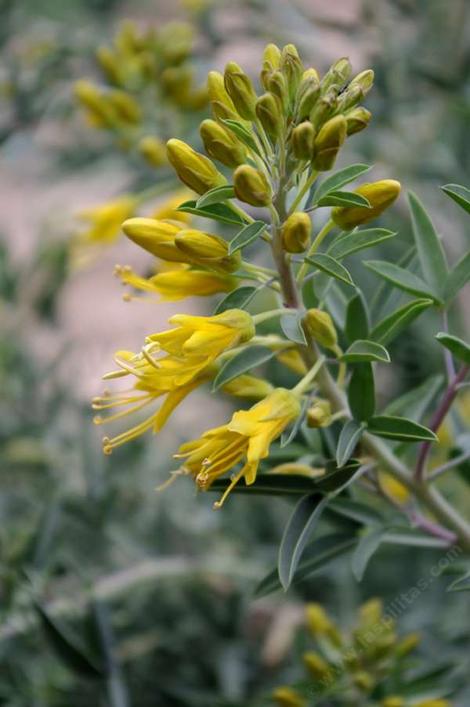 Isomeris arborea Bladderpod - grid24_12