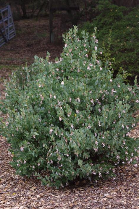 Arctostaphylos glauca Ramona Manzanita with pinkish flowers because of the cold early winter makes a great little bush or hedge. - grid24_12