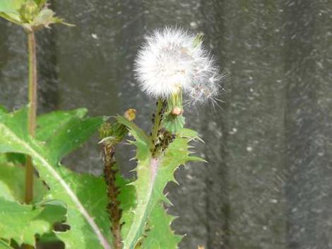 Sow Thislte, Sonchus oleraceus, differs from a Dandelion in that it has leaves up the stem. - grid24_12