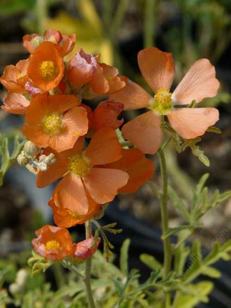 Sphaeralcea grossulariifolia,  Gooseberry leaf Globemallow flowers - grid24_12