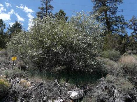 Amelanchier utahensis, Utah Service Berry is a big enough bush that it can be used as a hedge or screen. - grid24_12