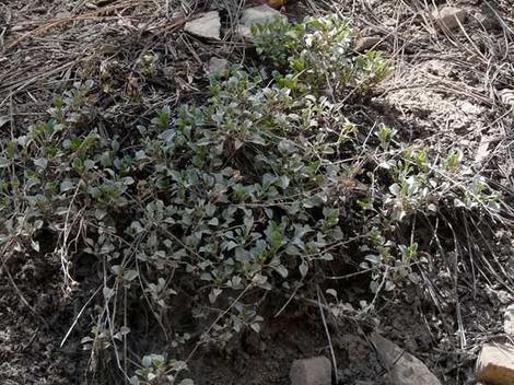 Penstemon caesius - grid24_12