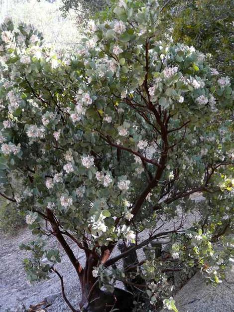 Arctostaphylos pringlei subsp. drupacea plant - grid24_12