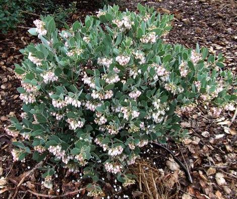 Arctostaphylos La Panza - grid24_12