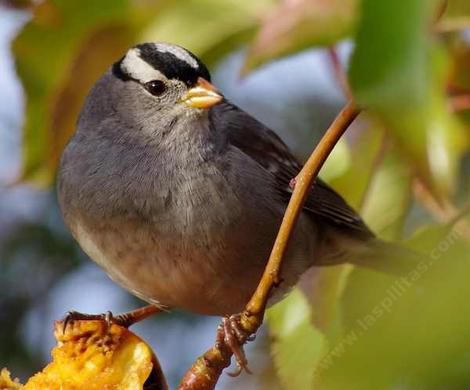 White crowned Sparrow, Zonotrichia leucophrys - grid24_12