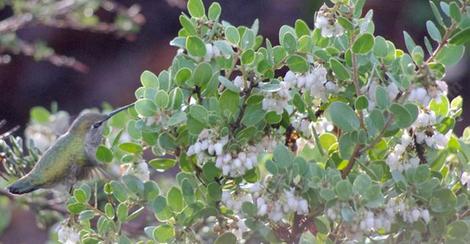 Arctostaphylos pechoensis Margarita's Joy with a Anna's Hummingbird - grid24_12