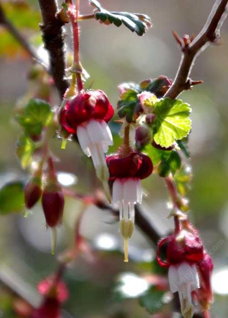 Ribes californicum Hillside Gooseberry - grid24_12