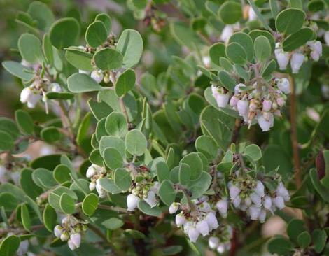 Pictures and description of Arctostaphylos pechoensis,  Margarita's Joy Manzanita. - grid24_12